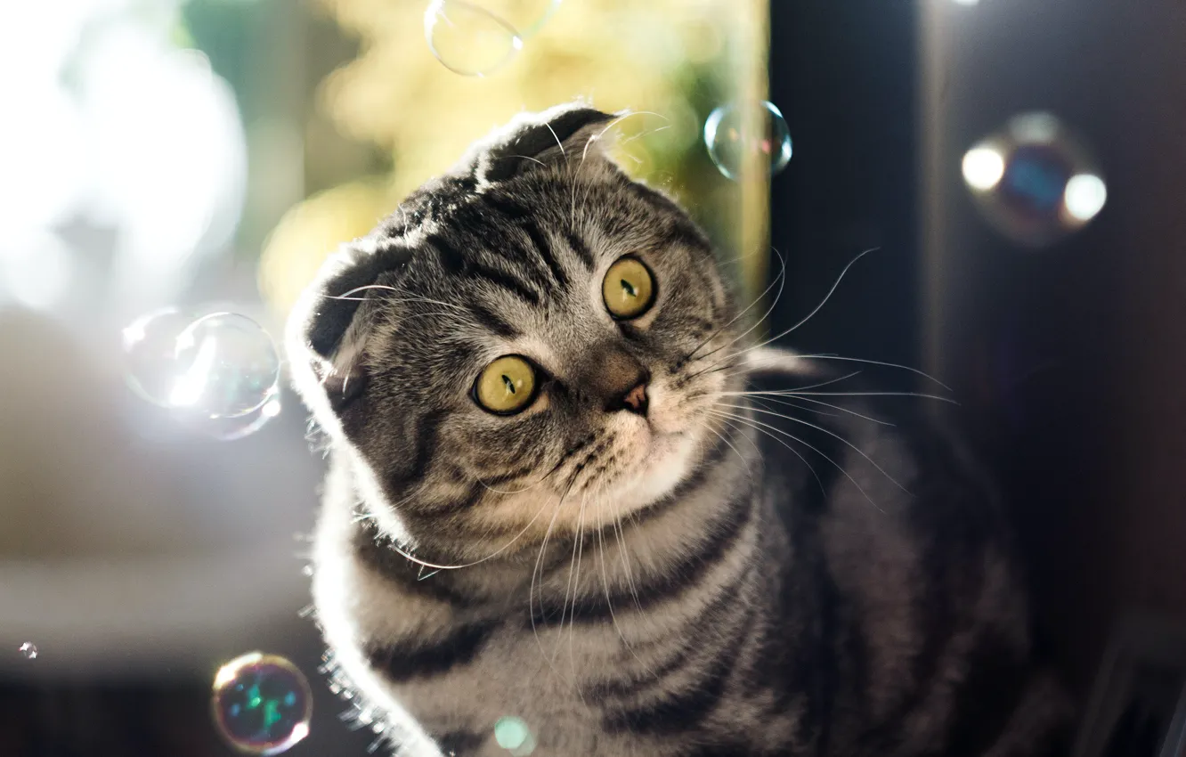 Photo wallpaper cat, cat, look, face, light, grey, portrait, surprise