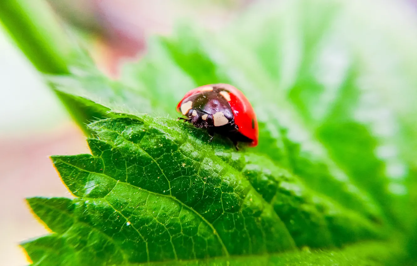 Photo wallpaper green, nature, beautiful, ladybug, insect, micro, Eye, insects