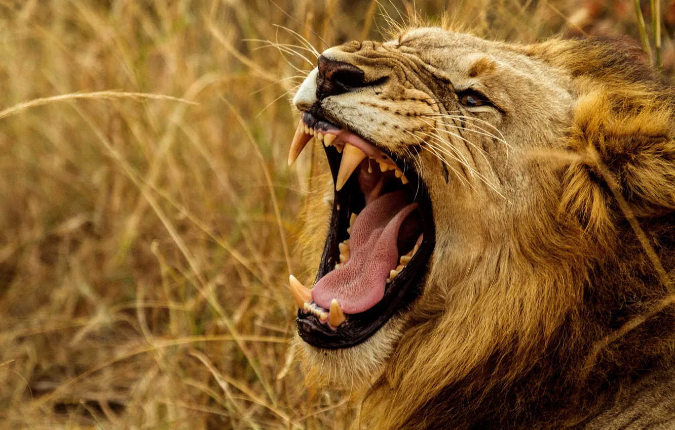 Photo wallpaper language, grass, look, face, nature, background, portrait, Leo