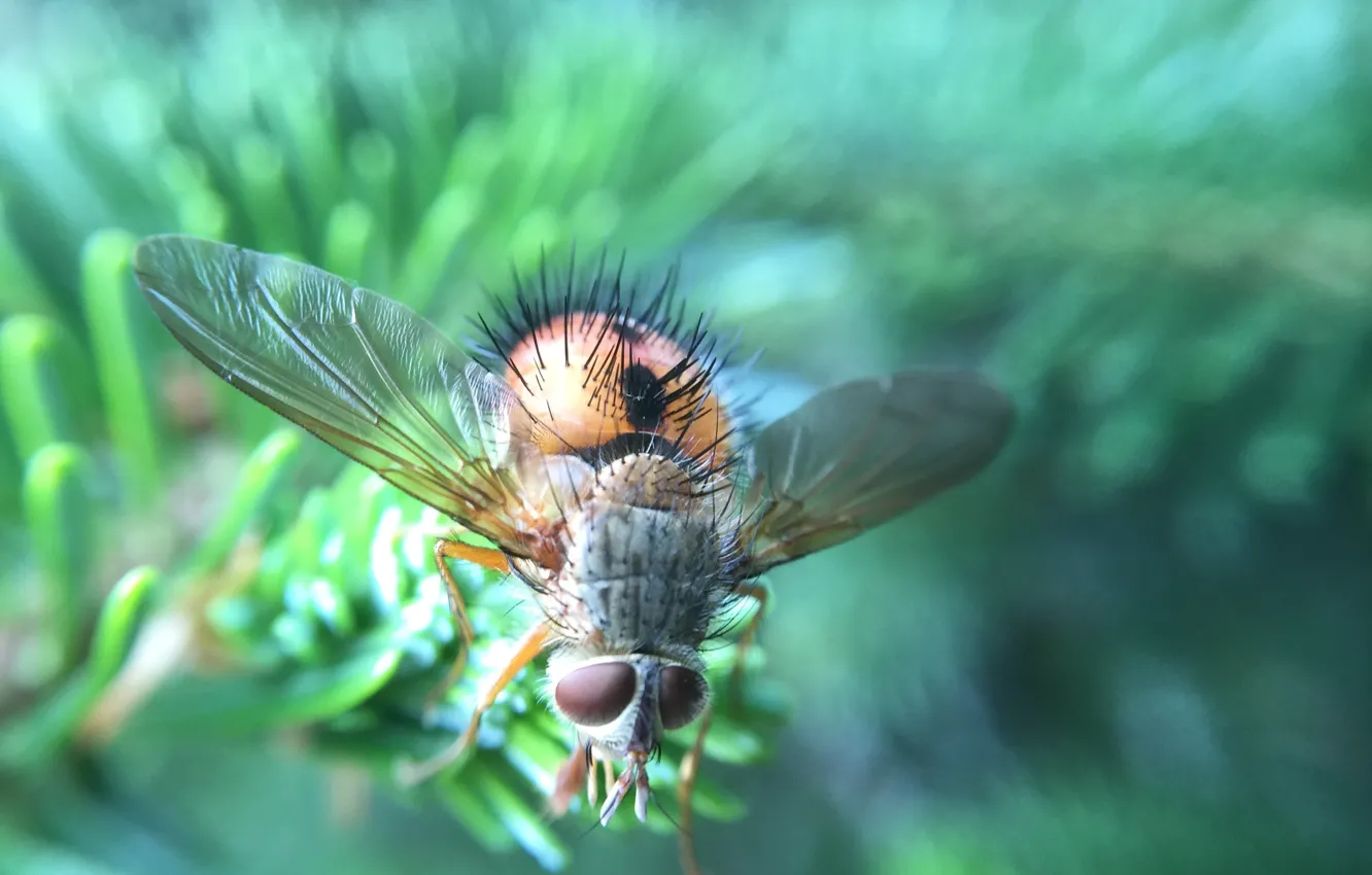 Photo wallpaper greens, fly, insect