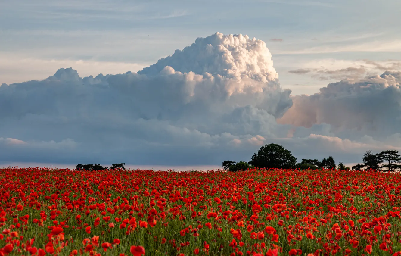 Photo wallpaper summer, the sky, clouds, trees, flowers, red, Maki, dal
