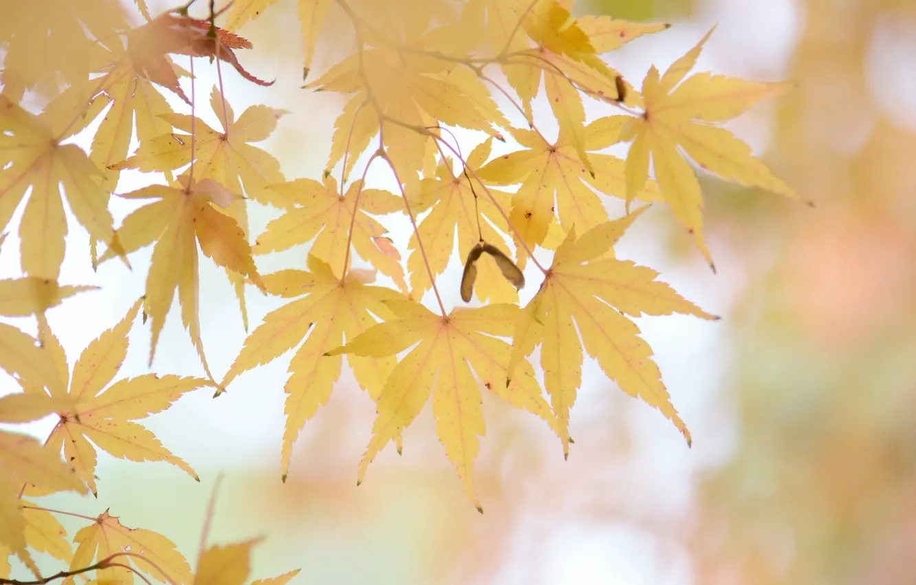 Photo wallpaper autumn, leaves, nature, yellow leaves