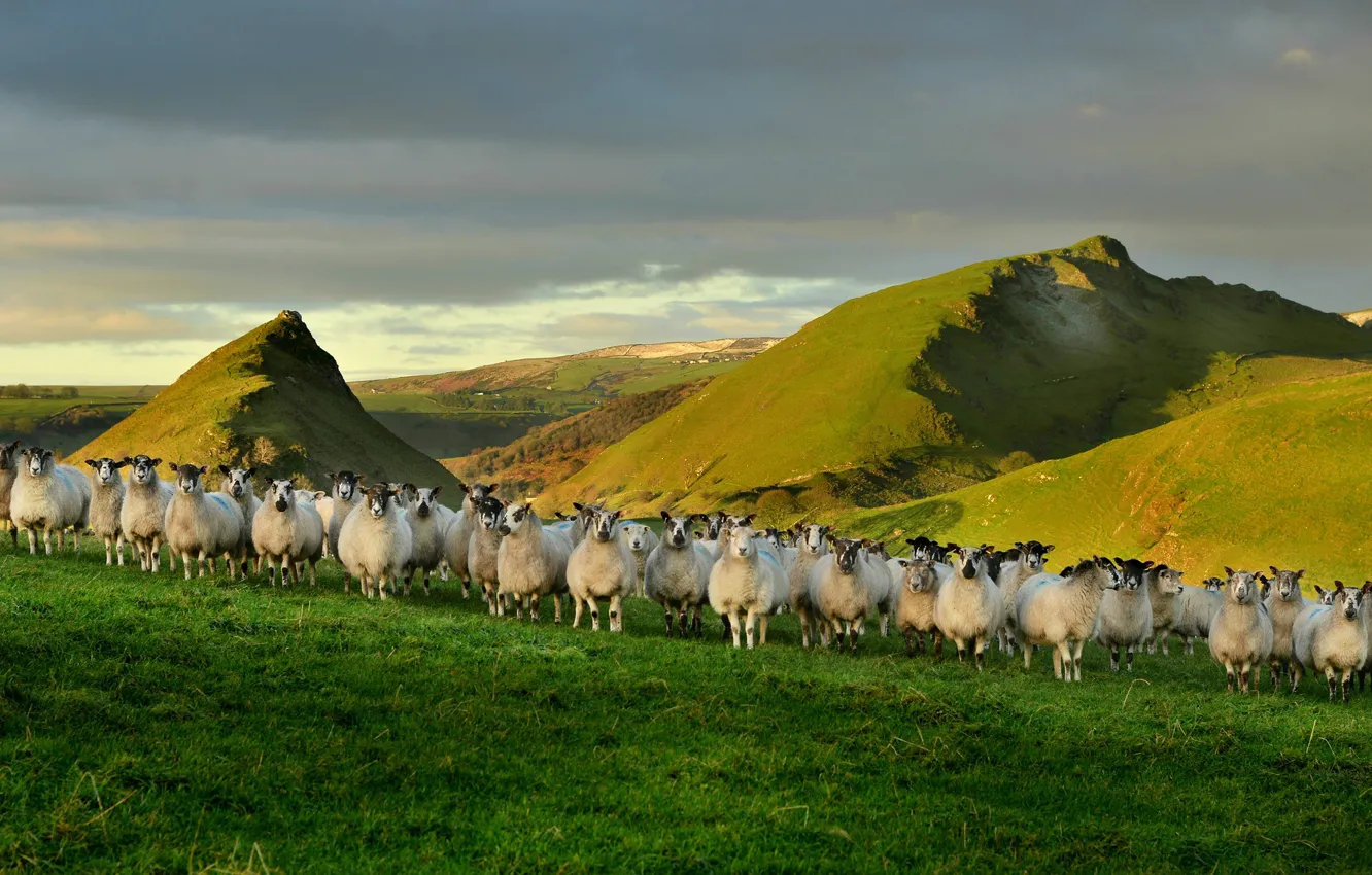 Photo wallpaper nature, sheep, England
