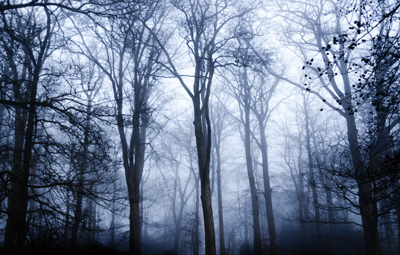 Photo wallpaper forest, trees, nature, fog, England, England, Warley Woods