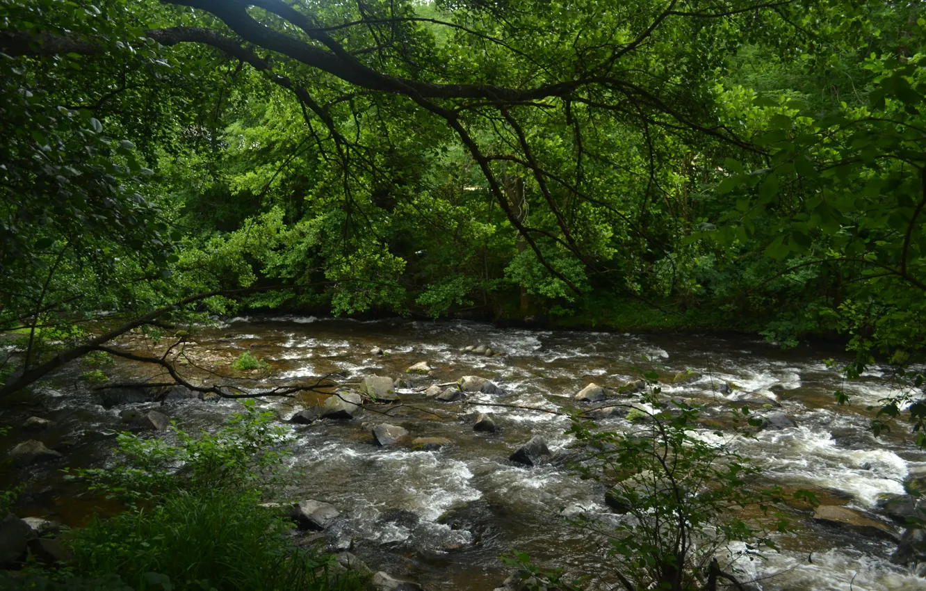 Photo wallpaper forest, summer, nature, stream, summer, river, forest, river
