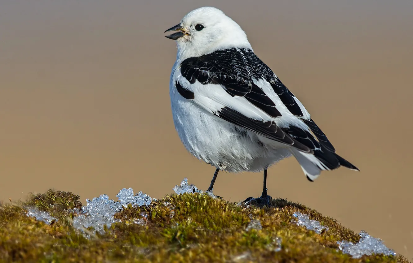 Photo wallpaper bird, beak, tail, snow Buntings