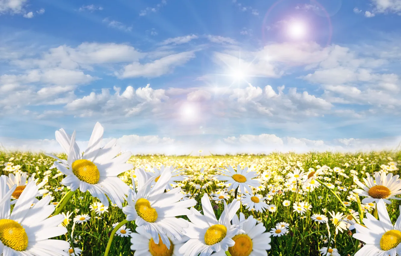 Photo wallpaper clouds, chamomile, sun.