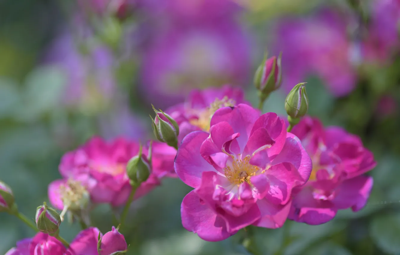 Photo wallpaper macro, roses, petals, pink, bokeh, buds