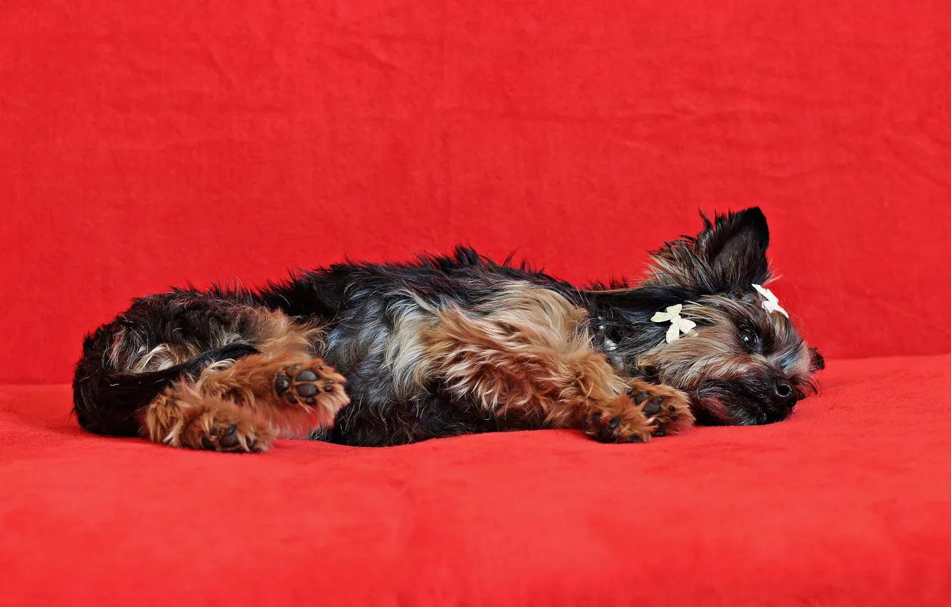 Photo wallpaper background, girl, puppy, bow