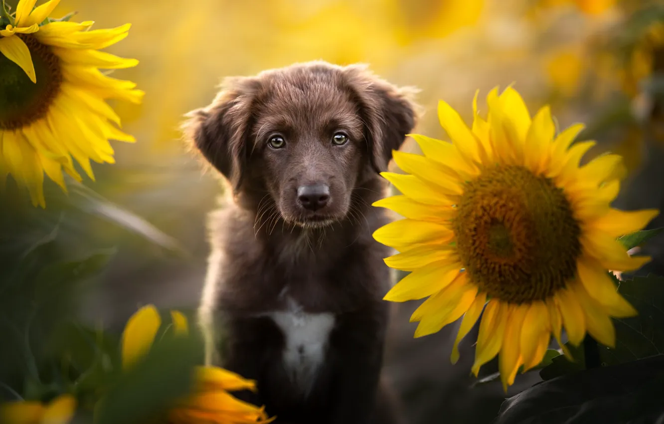 Photo wallpaper summer, look, sunflowers, flowers, nature, portrait, dog, puppy