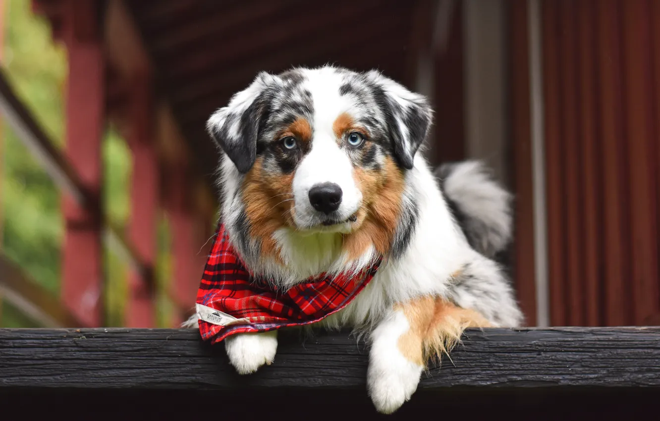 Photo wallpaper look, pose, Board, portrait, dog, paws, face, shawl