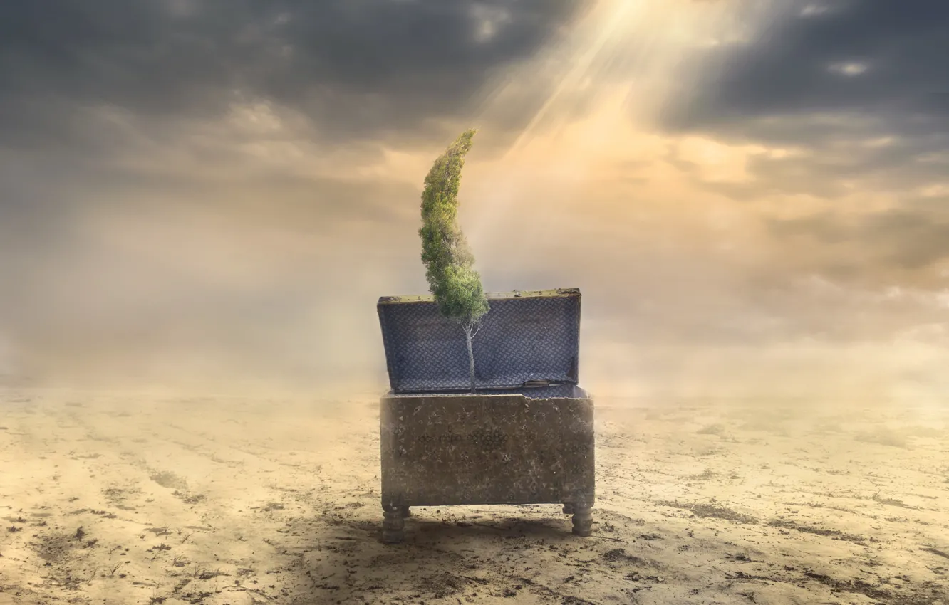 Photo wallpaper trees, desert, chest, sunbeam