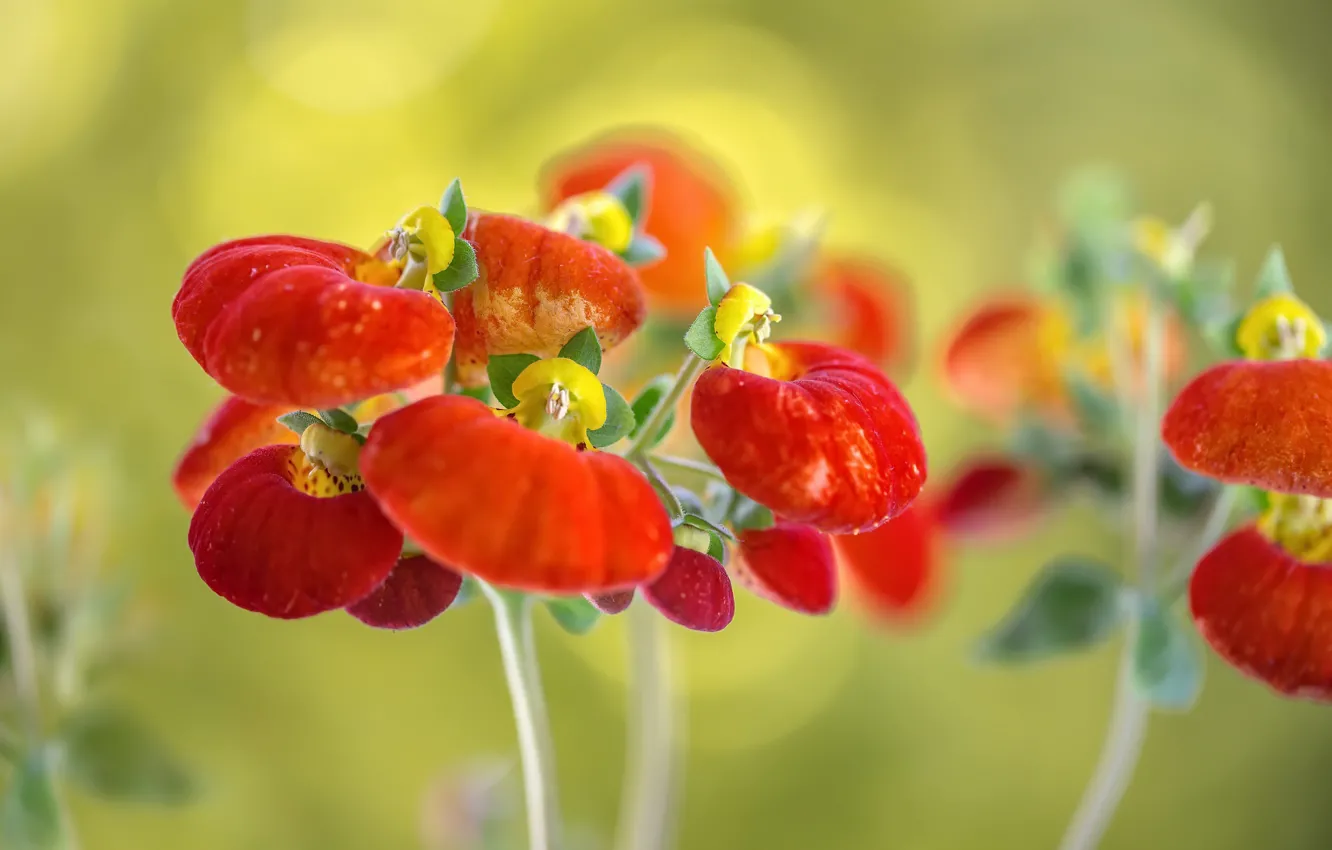 Photo wallpaper macro, flowers, background, Calceolaria