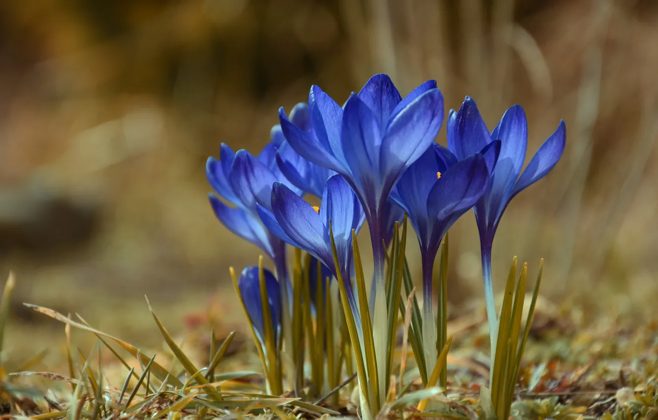 Photo wallpaper flowers, spring, crocuses, blue, bokeh
