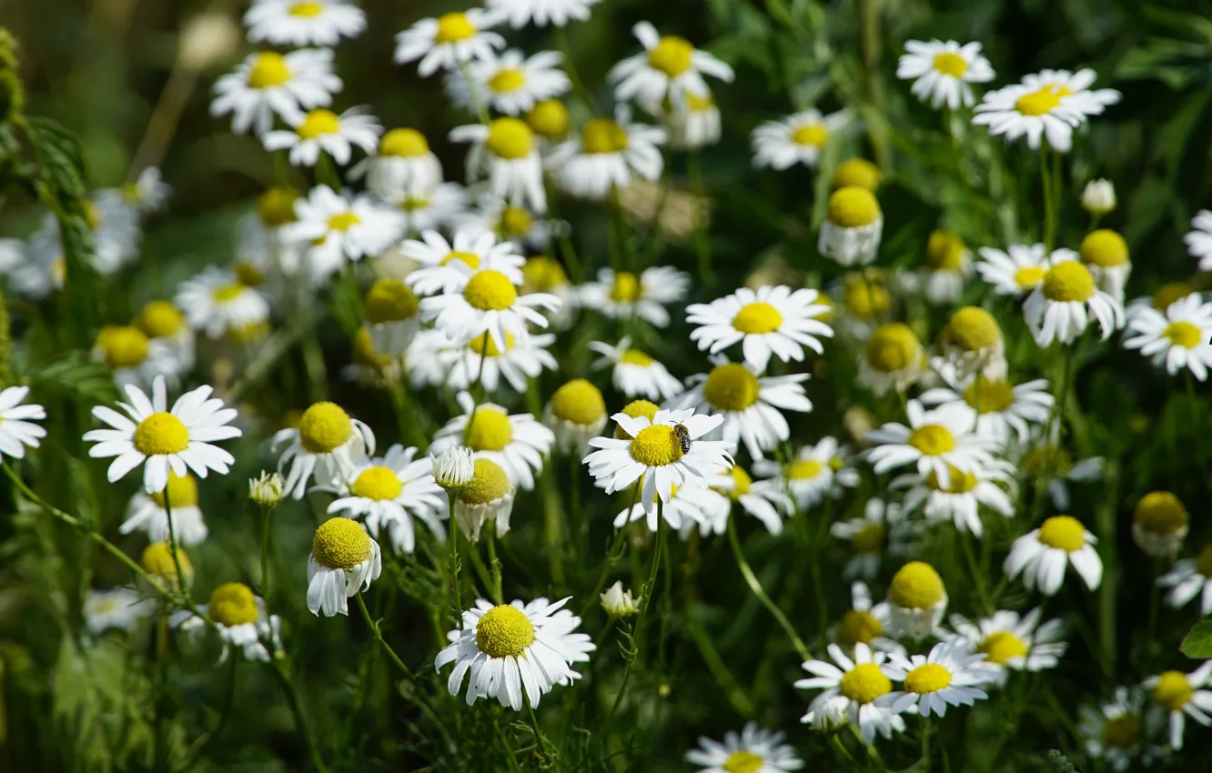 Photo wallpaper flowers, bee, chamomile, white, a lot