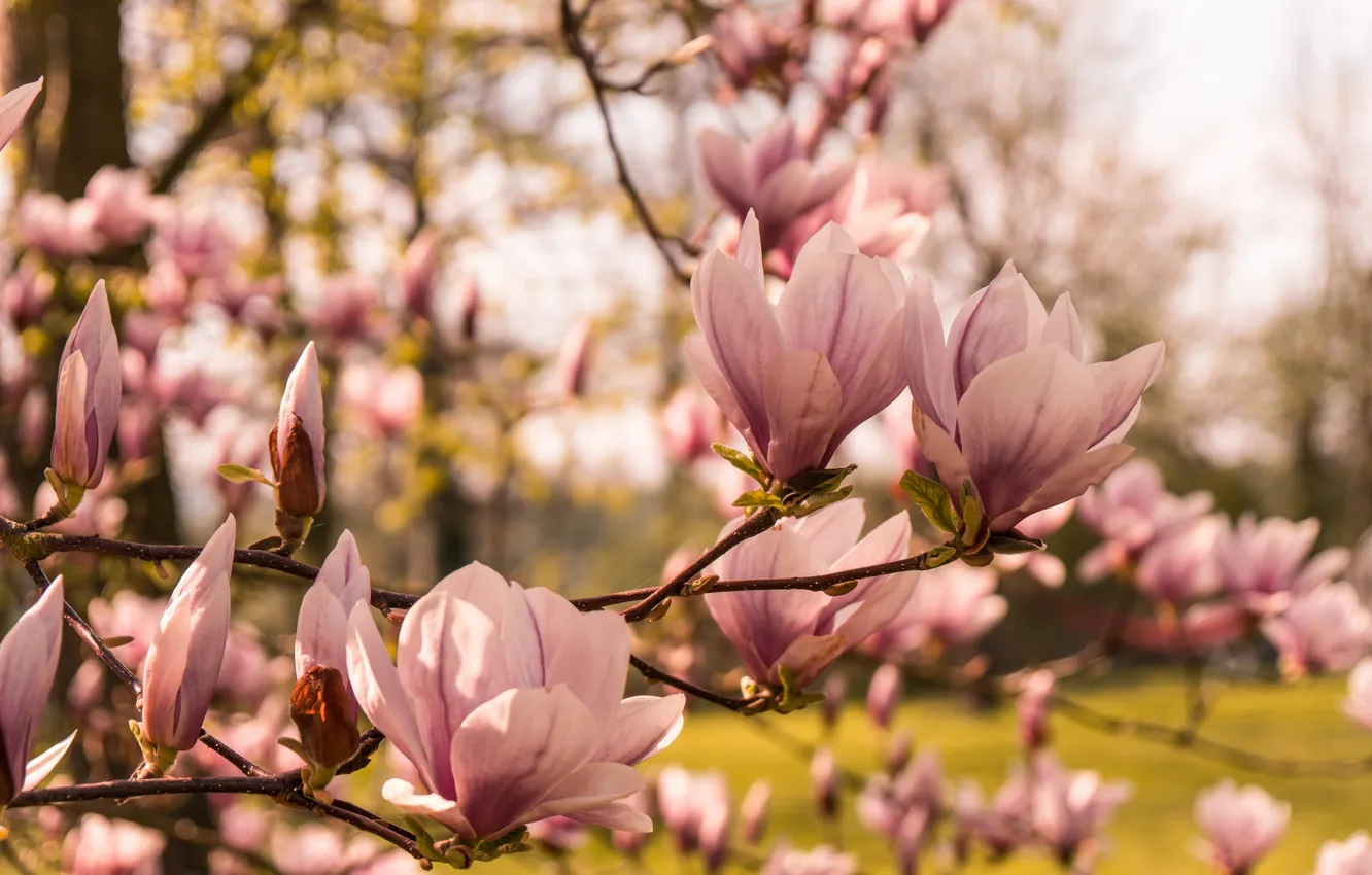 Photo wallpaper trees, spring, Magnolia