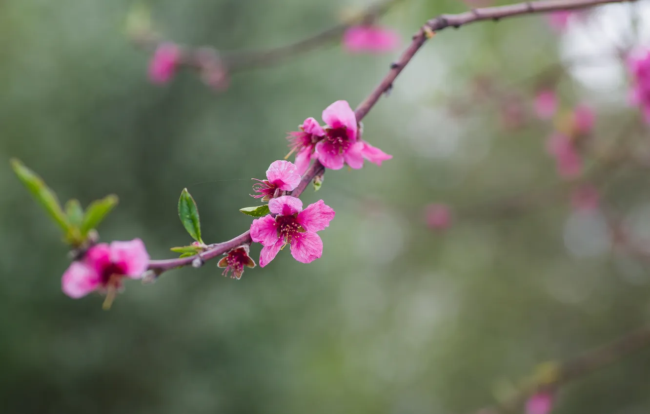 Photo wallpaper sprig, spring, bokeh, nectarine, the gardens are blooming