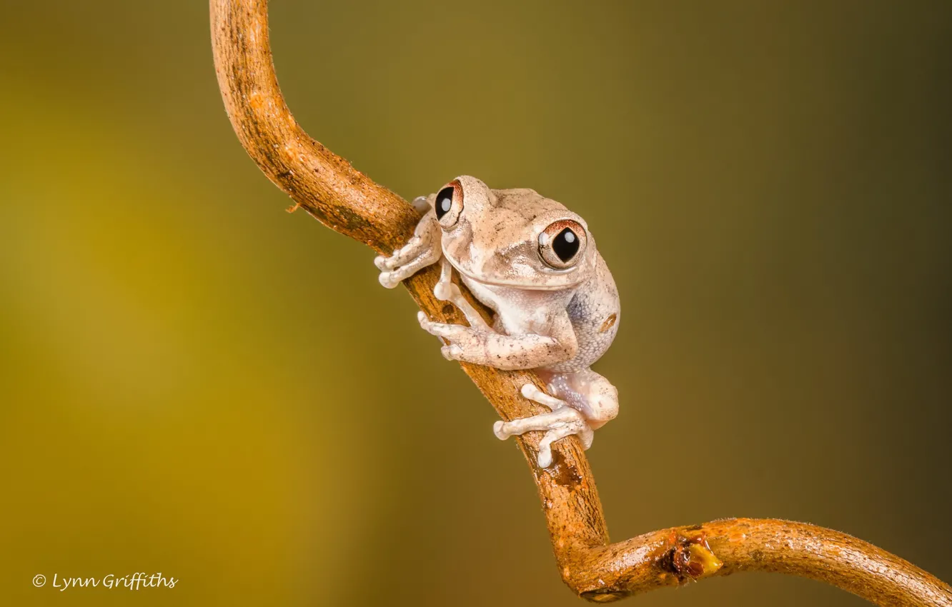 Photo wallpaper look, branches, frog