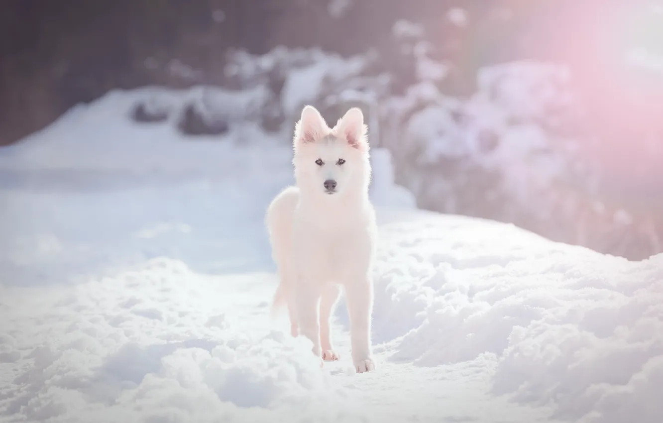 Photo wallpaper winter, white, look, light, snow, trees, dog, track
