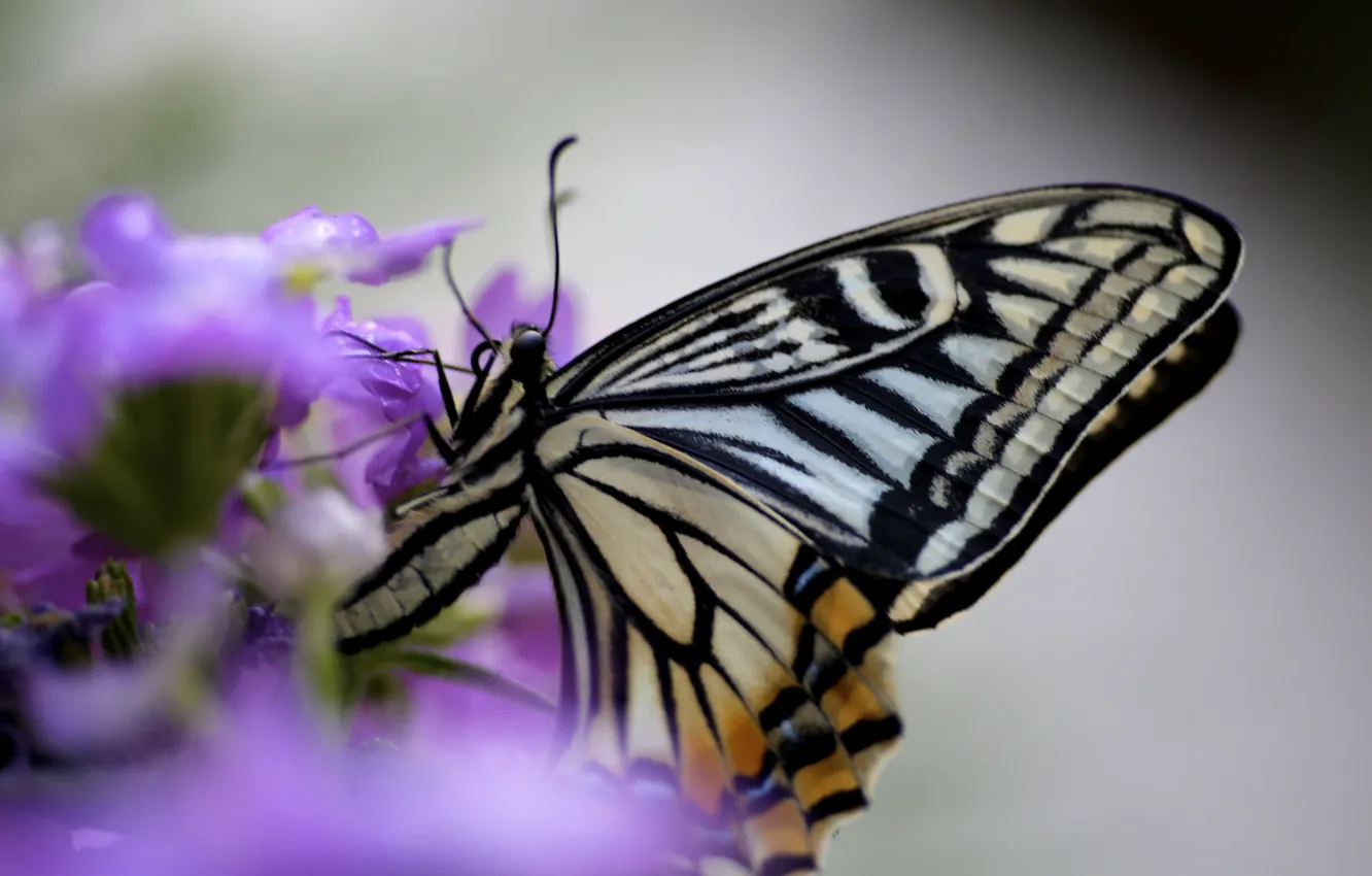 Photo wallpaper flower, lilac, butterfly, wings, insect