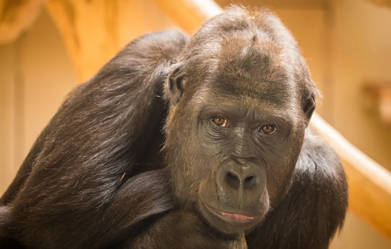 Photo wallpaper look, nature, Gorilla