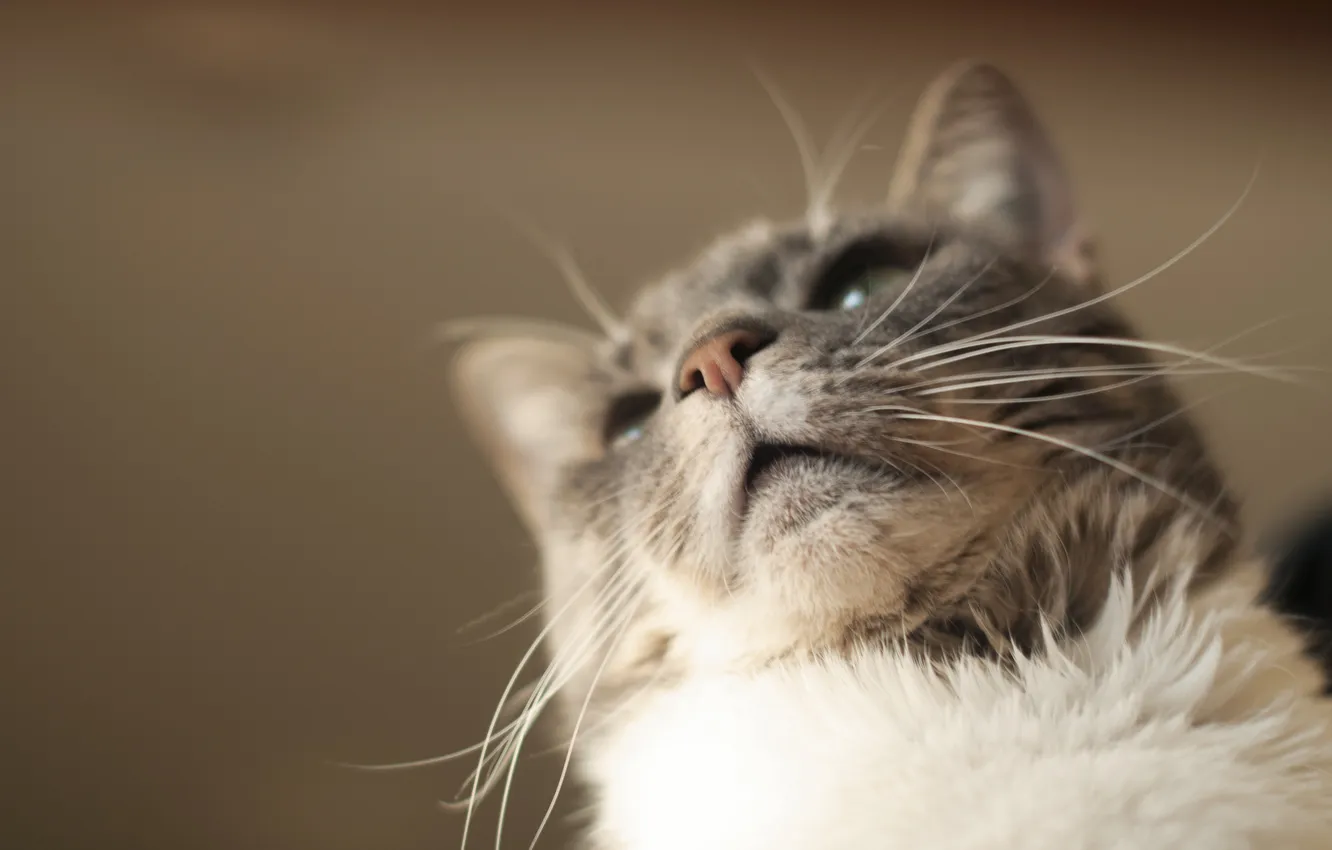 Photo wallpaper cat, mustache, wool, nose