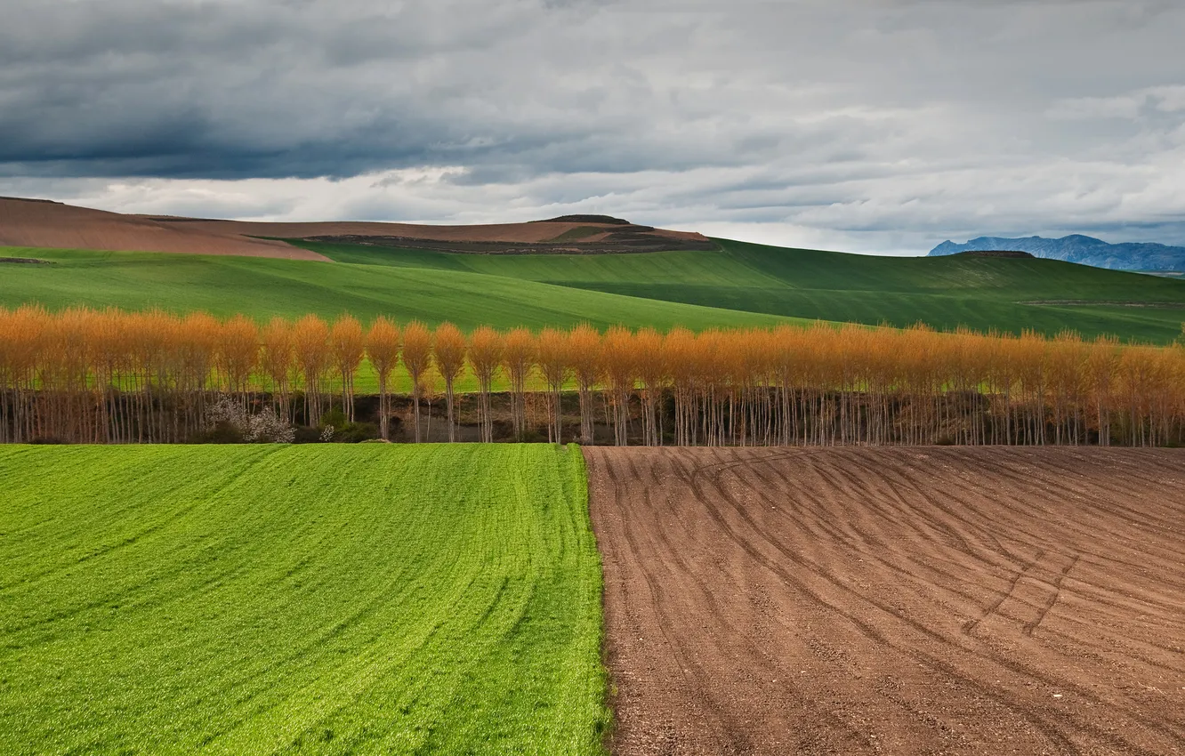 Photo wallpaper field, autumn, the sky, trees