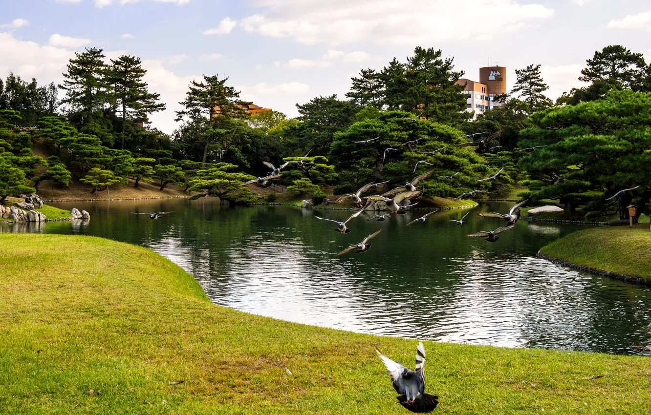 Photo wallpaper greens, grass, trees, flight, pond, Park, bird, glade