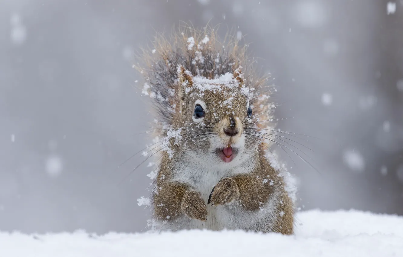 Photo wallpaper winter, snow, protein