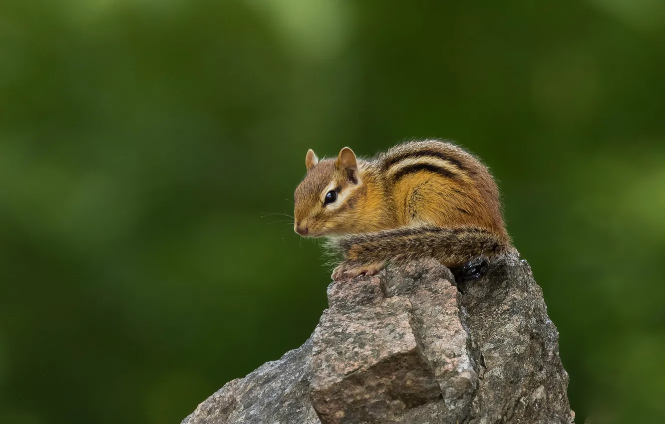 Photo wallpaper look, pose, stones, muzzle, Chipmunk, sitting, green background, ponytail