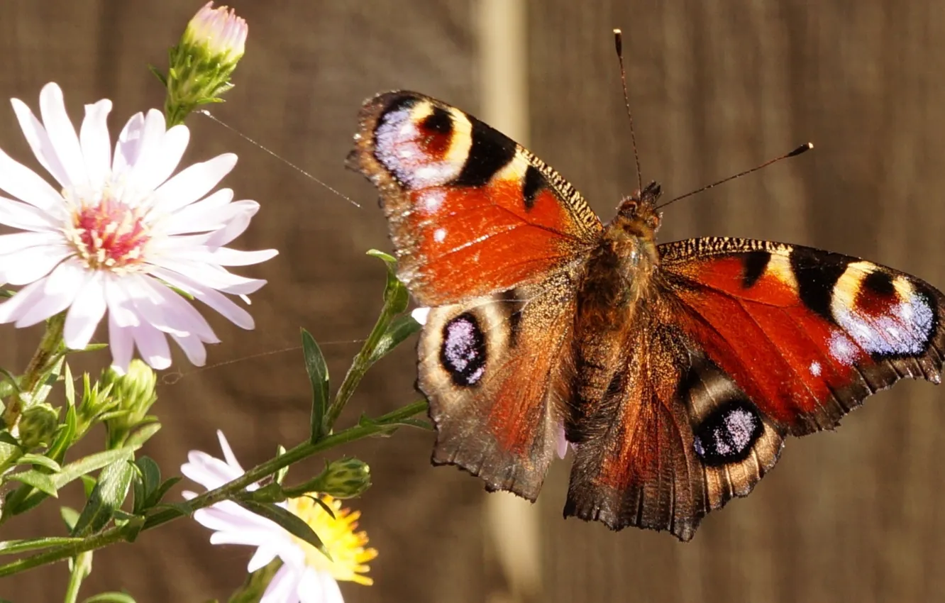 Photo wallpaper flower, butterffy, colr