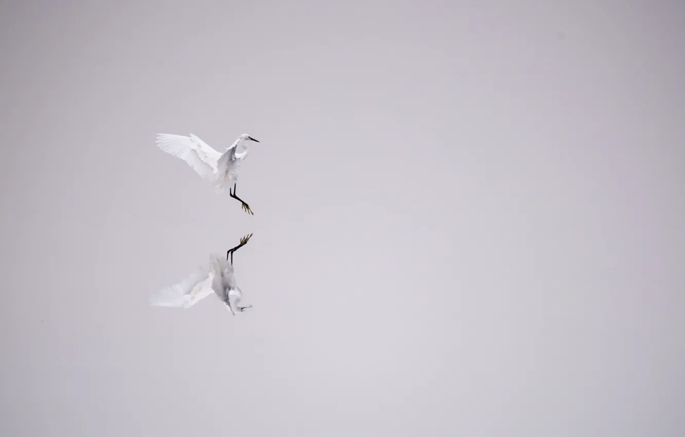 Photo wallpaper lake, reflection, mirror, Landing, egret