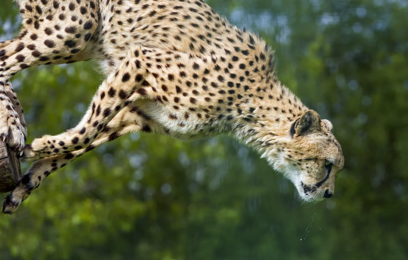 Photo wallpaper cat, jump, Cheetah, ©Tambako The Jaguar