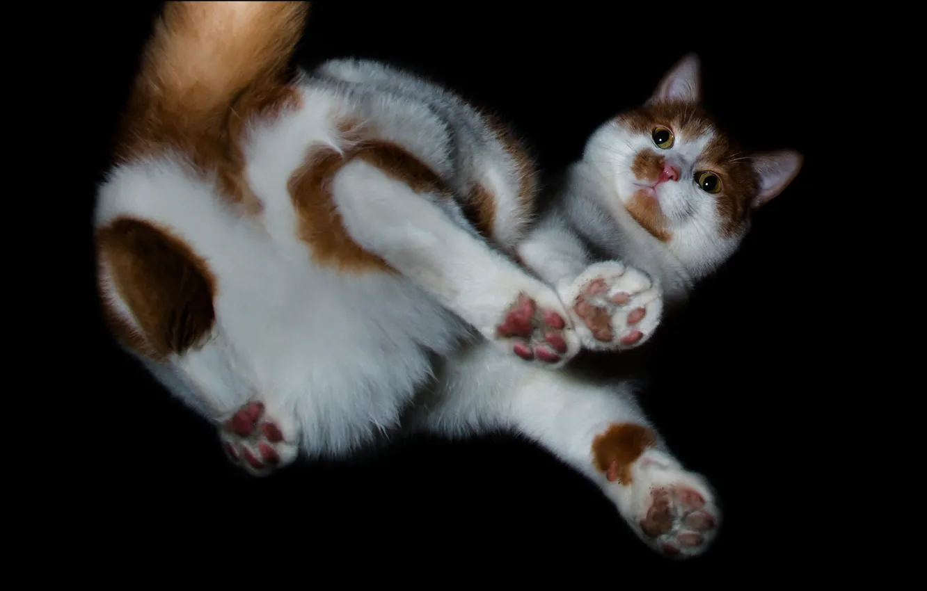 Photo wallpaper cat, white, erotic, look, pose, creative, paws, wool