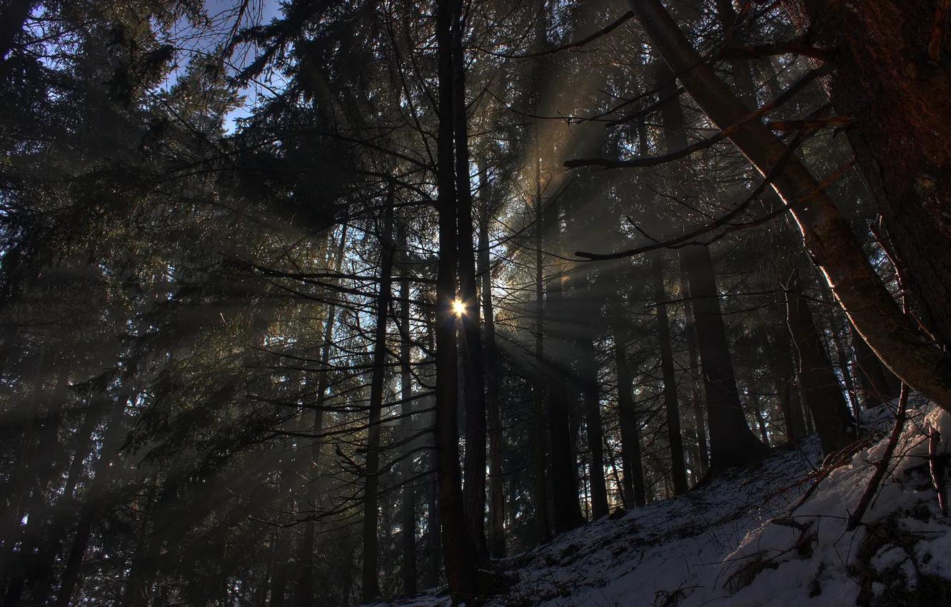 Photo wallpaper winter, forest, the sun, rays, light, snow, trees, nature