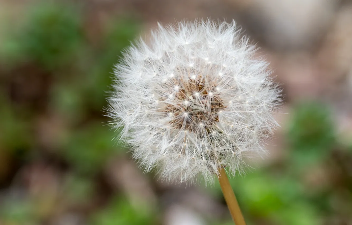 Photo wallpaper background, dandelion, fluff