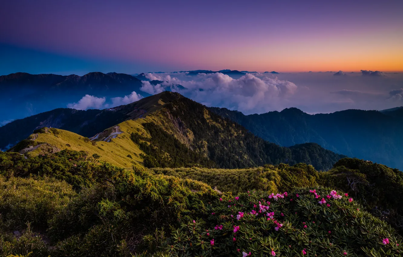 Photo wallpaper greens, forest, the sky, clouds, landscape, flowers, mountains, nature