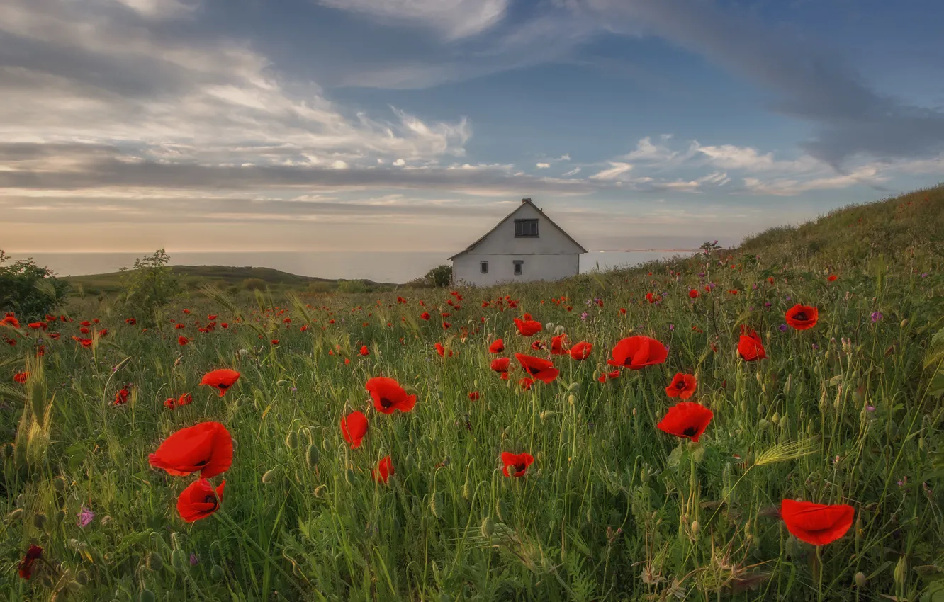 Photo wallpaper field, the sky, clouds, flowers, Maki, house, poppy field