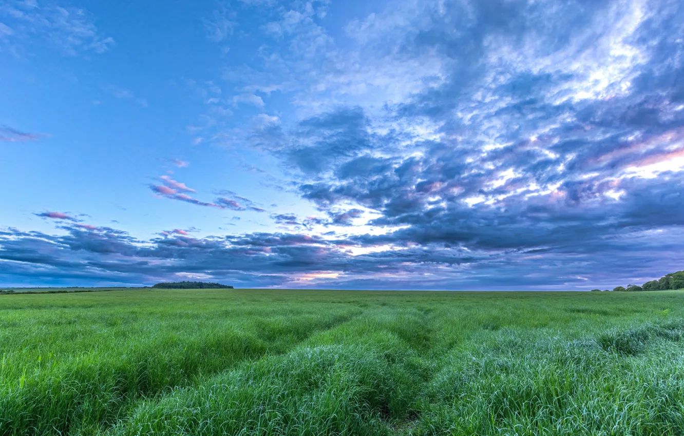 Photo wallpaper field, summer, the sky, grass, clouds, meadow, space