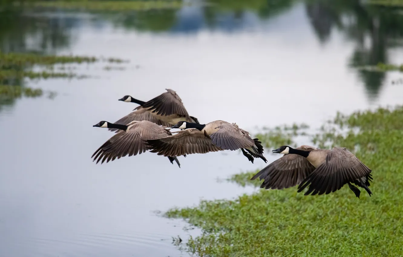 Photo wallpaper flight, bird, duck, pack, pond, geese, a flock of birds, over the water