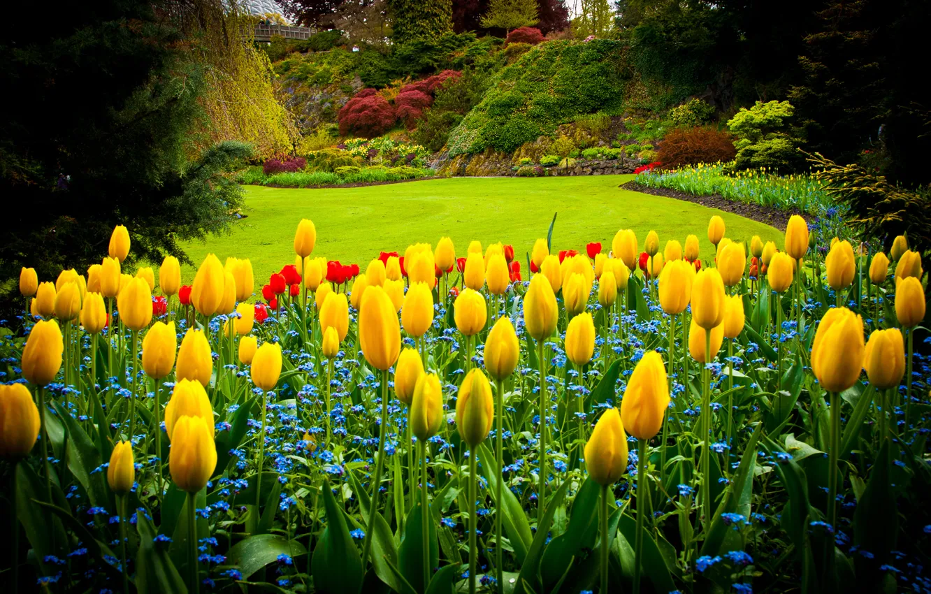 Photo wallpaper Park, lawn, Canada, tulips, Queen Elizabeth Park