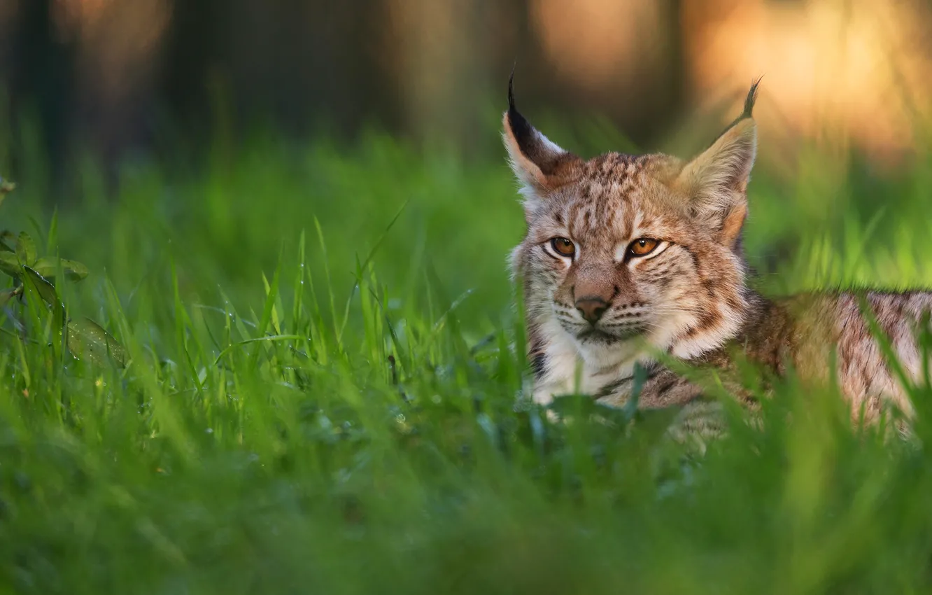 Photo wallpaper summer, grass, look, face, nature, pose, lies, lynx