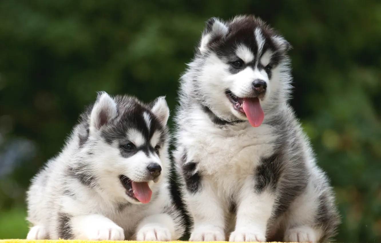 Photo wallpaper puppies, Duo, husky