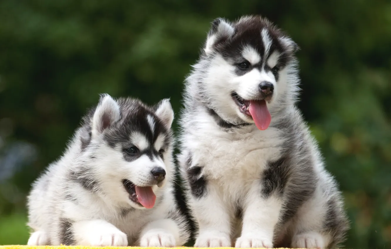 Photo wallpaper puppy, Duo, husky