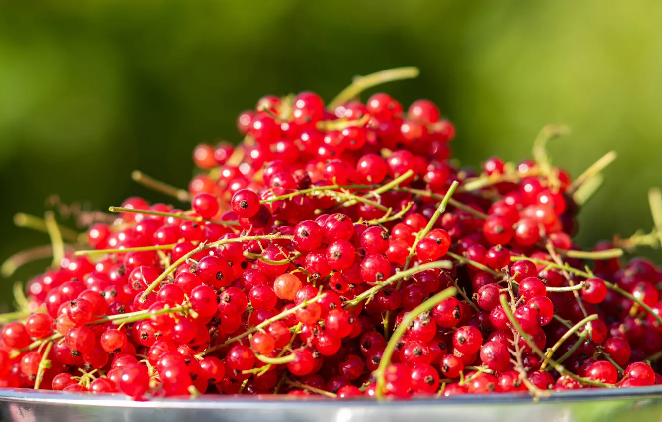 Photo wallpaper red, a lot, bucket, berries, currants