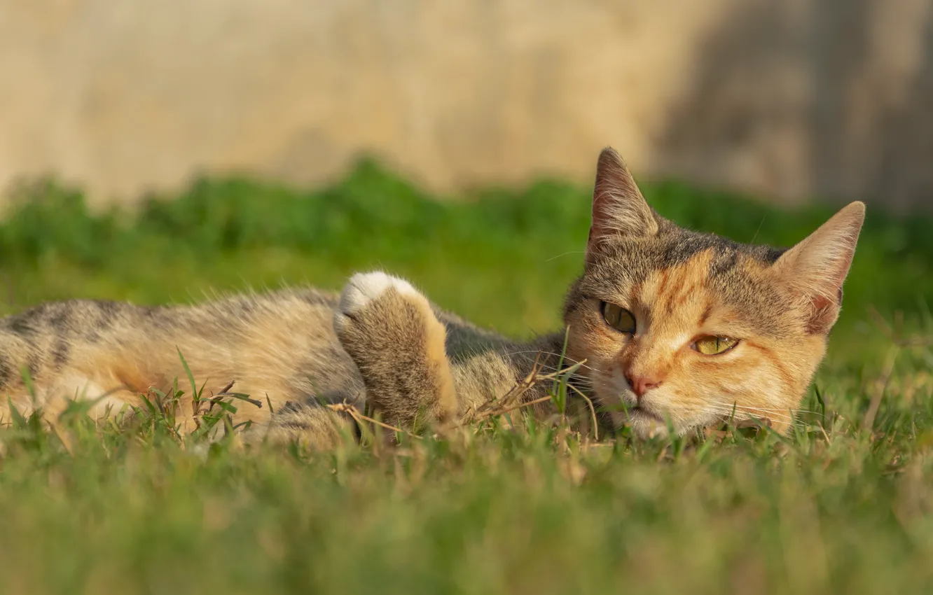 Photo wallpaper cat, grass, cat, resting