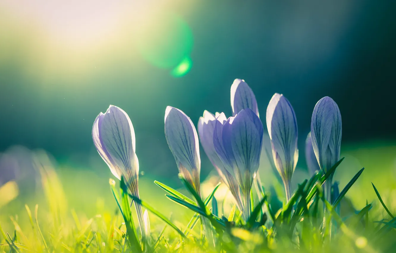 Photo wallpaper greens, light, flowers, background, glade, spring, crocuses