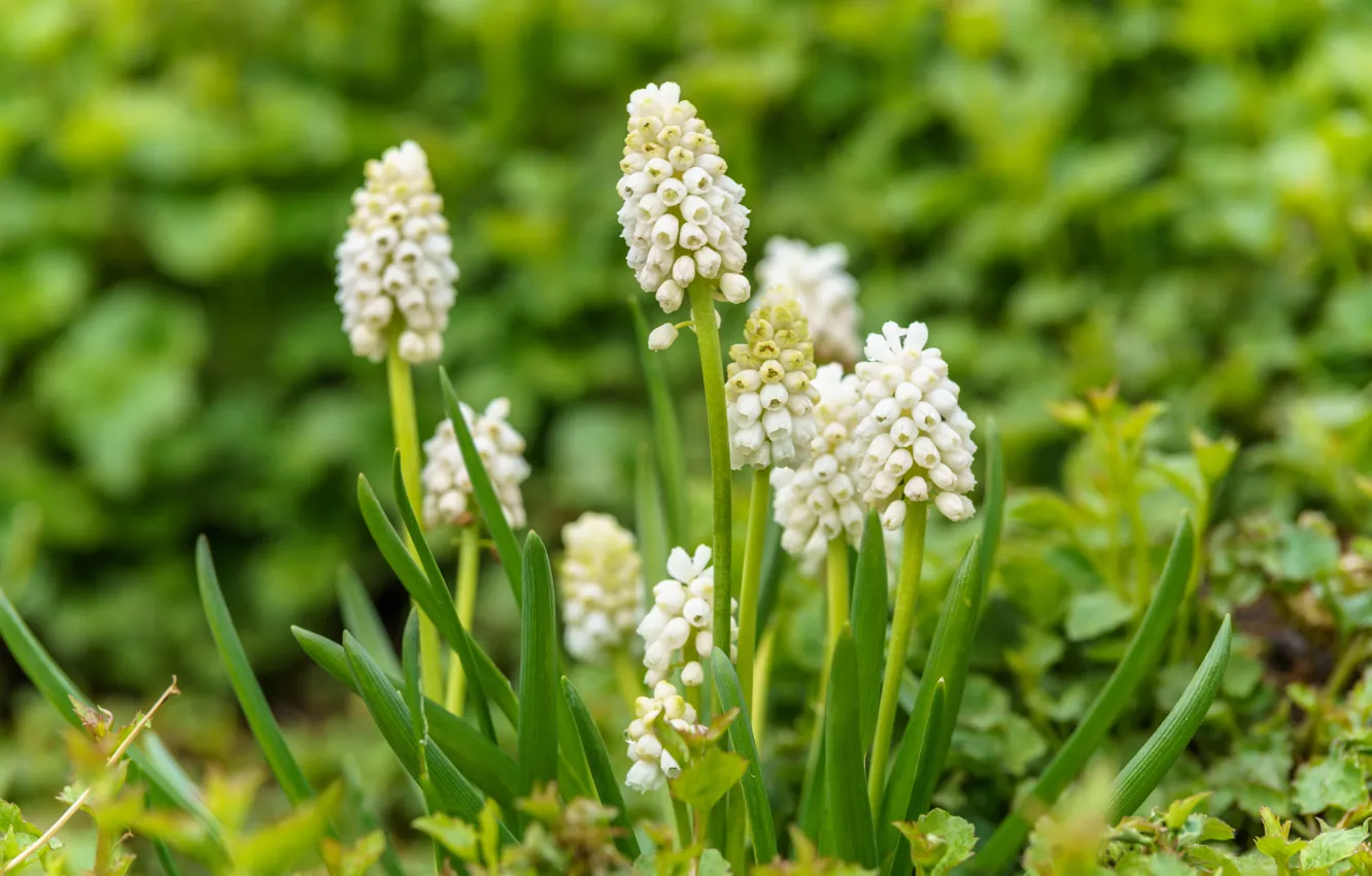Photo wallpaper flowers, glade, spring, white, Muscari, hyacinth mouse