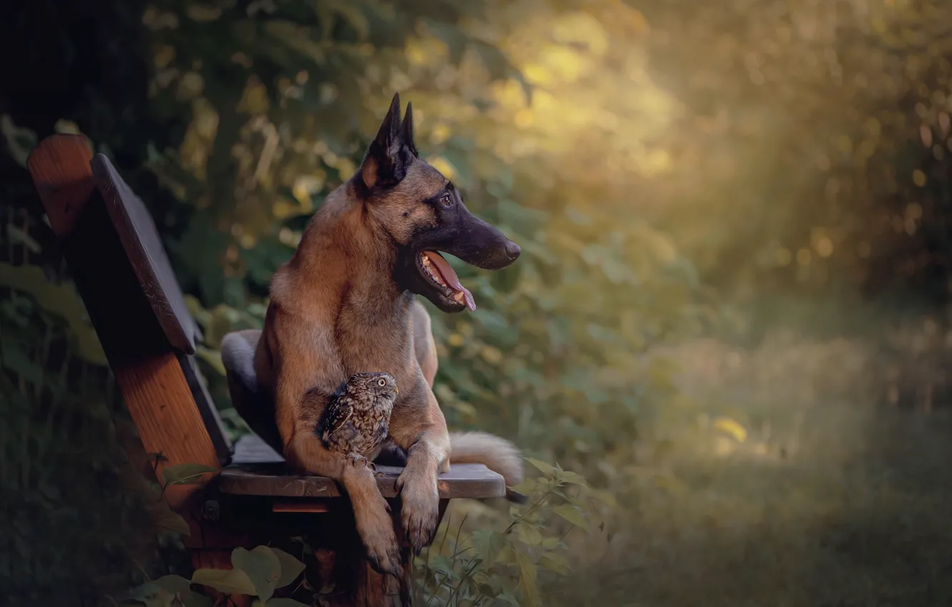 Photo wallpaper nature, animal, owl, bird, dog, profile, bench, dog