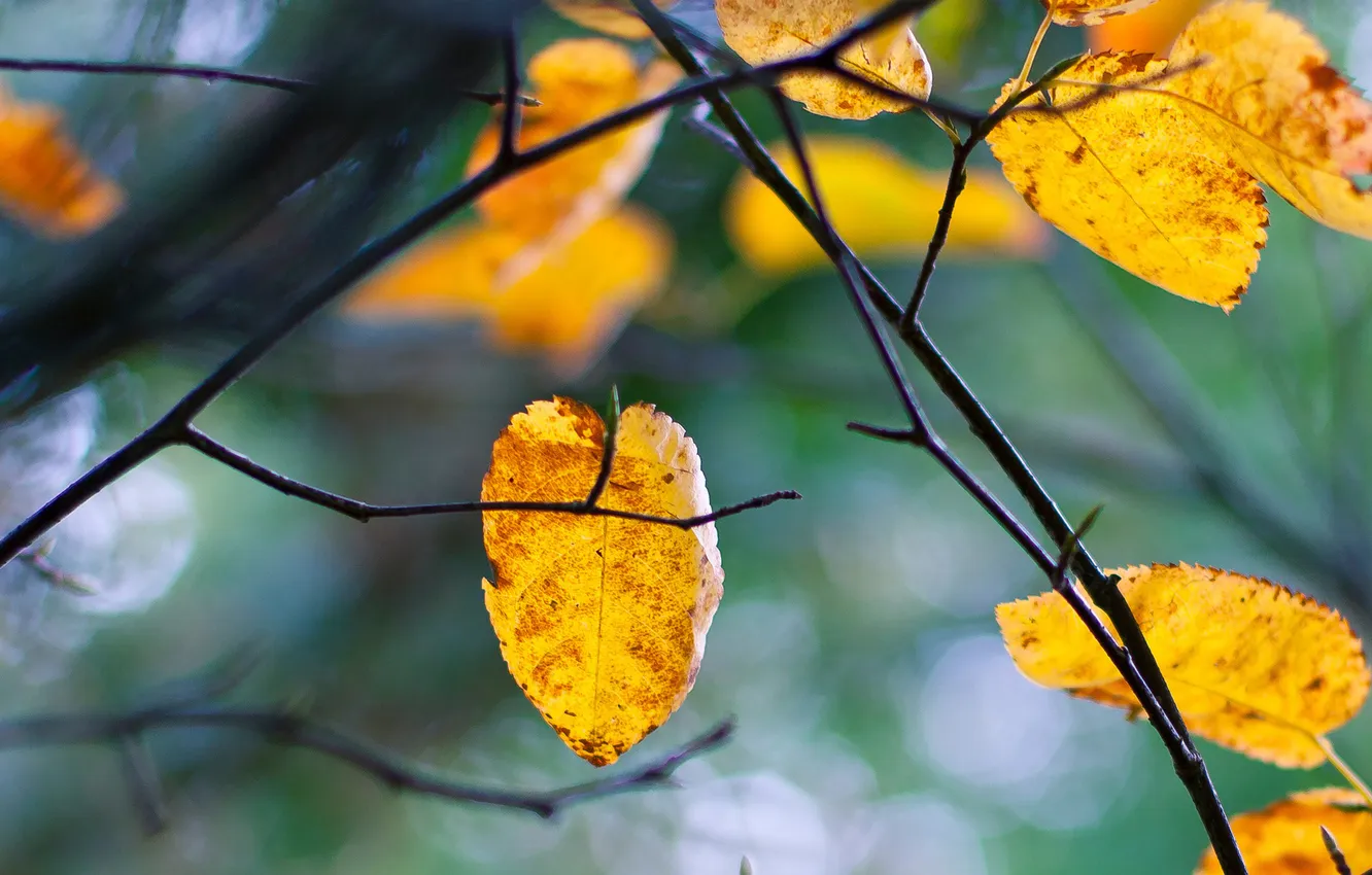 Photo wallpaper autumn, leaves, branches, tree